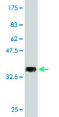 Monoclonal Anti-SESN3 antibody produced in mouse clone 2C9, purified immunoglobulin, buffered aqueous solution