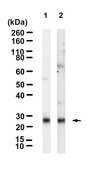 Anti-TIM-3 Antibody, clone RMT3-23 ZooMAb&#174; Rat Monoclonal recombinant, expressed in HEK 293 cells
