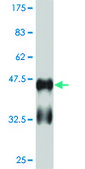 ANTI-RUNX2 antibody produced in mouse clone 4E5, ascites fluid