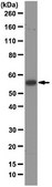 Anti-U1-70K Antibody, clone 9C4.1 clone 9C4.1, from mouse