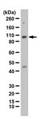 Anti-GPRIN1 from rabbit, purified by affinity chromatography