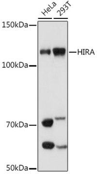 Anti-HIRA Antibody, clone 6Q7Y6, Rabbit Monoclonal