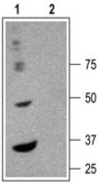 Anti-GABAA Receptor (&#945;6 subunit) antibody produced in rabbit affinity isolated antibody, lyophilized powder