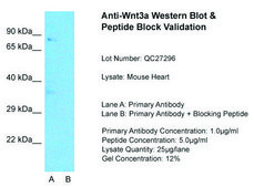 Anti-WNT3A antibody produced in rabbit affinity isolated antibody