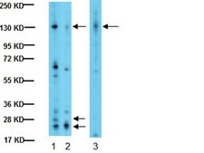 Anti-Integrin alphaV Antibody, CT, Intracellular serum, Chemicon&#174;