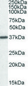 Anti-ARG1 (C-terminal) antibody produced in goat affinity isolated antibody, buffered aqueous solution