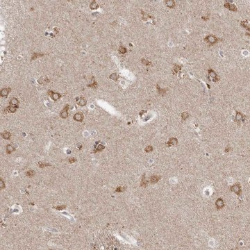 Anti-NENF antibody produced in rabbit Prestige Antibodies&#174; Powered by Atlas Antibodies, affinity isolated antibody, buffered aqueous glycerol solution