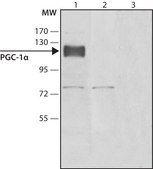 Anti-PGC-1&#945;(N-terminal) antibody produced in rabbit ~1.0&#160;mg/mL, affinity isolated antibody