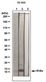 Anti-acetyl-Histone H4 Antibody serum, Upstate&#174;