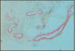 Anti-Actin, &#945;-Smooth Muscle - Alkaline Phosphatase antibody, Mouse monoclonal clone 1A4, purified from hybridoma cell culture