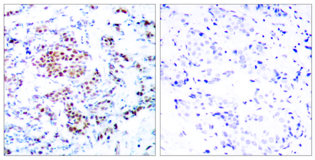 Anti-STAT5A, C-Terminal antibody produced in rabbit affinity isolated antibody
