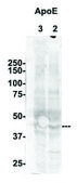 Anti-APOE (N-terminal) antibody produced in rabbit affinity isolated antibody