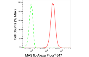 Anti MAS1L Antibody, clone 24GB140, Rabbit Monoclonal clone 24GB140, recombinant rabbit monoclonal, expressed in HEK293 cells