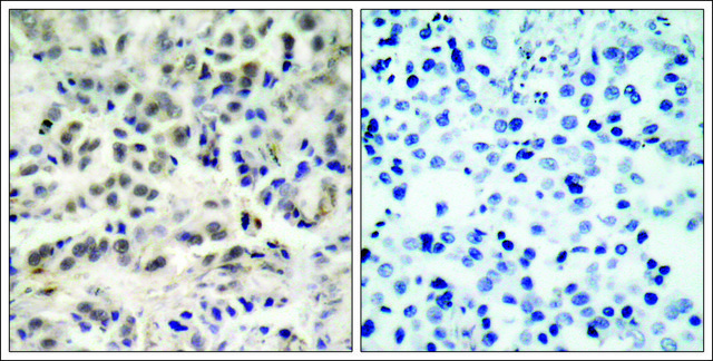 Anti-CDKN1B (Ab-10) antibody produced in rabbit affinity isolated antibody