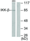 Anti-IKK-β antibody produced in rabbit affinity isolated antibody