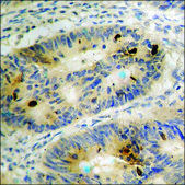 Anti-phospho-Histone H3.1 (pSer10) antibody produced in rabbit affinity isolated antibody