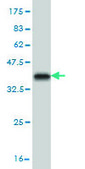 Monoclonal Anti-NANOG antibody produced in mouse clone 2E11, purified immunoglobulin, buffered aqueous solution