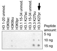 Anti-Histone H3K27propionyl
