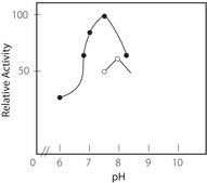 Xanthine Oxidase microbial lyophilized powder, &#8805;7&#160;units/mg solid