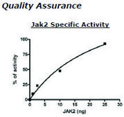 Jak2 Jh1 Active human recombinant, expressed in baculovirus infected insect cells, &#8805;80% (SDS-PAGE)