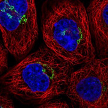 Anti-RINT1 antibody produced in rabbit Prestige Antibodies&#174; Powered by Atlas Antibodies, affinity isolated antibody