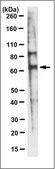Anti-SCARB1 Antibody, clone 5B8.2 clone 5B8.2, 1&#160;mg/mL, from mouse