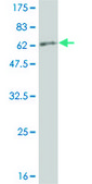 Monoclonal Anti-SERPINA6, (C-terminal) antibody produced in mouse clone 1F11, purified immunoglobulin, buffered aqueous solution