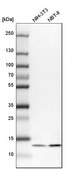Anti-UQCRB antibody produced in rabbit Prestige Antibodies&#174; Powered by Atlas Antibodies, affinity isolated antibody, buffered aqueous glycerol solution