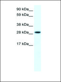 Anti-FHL1 antibody produced in rabbit IgG fraction of antiserum