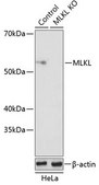 Anti- MLKL antibody produced in rabbit
