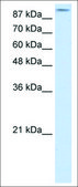 Anti-GRIA2 (AB1) antibody produced in rabbit IgG fraction of antiserum