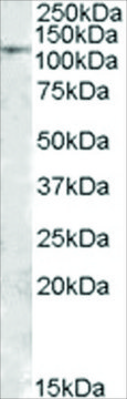 Anti-MTHFD1 antibody produced in goat affinity isolated antibody, buffered aqueous solution