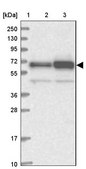 Anti-ATE1 antibody produced in rabbit Prestige Antibodies&#174; Powered by Atlas Antibodies, affinity isolated antibody, buffered aqueous glycerol solution