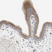 Anti-TMF1 antibody produced in rabbit Prestige Antibodies&#174; Powered by Atlas Antibodies, affinity isolated antibody, buffered aqueous glycerol solution