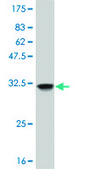 Monoclonal Anti-OLIG1 antibody produced in mouse clone 2B11, purified immunoglobulin, buffered aqueous solution