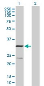 Anti-UQCRFS1 antibody produced in mouse purified immunoglobulin, buffered aqueous solution