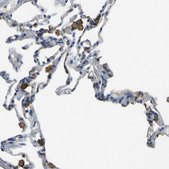 Anti-LAIR1 antibody produced in rabbit Prestige Antibodies&#174; Powered by Atlas Antibodies, affinity isolated antibody, buffered aqueous glycerol solution