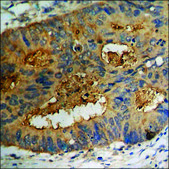 Anti-phospho-FGFR1 (pTyr766) antibody produced in rabbit affinity isolated antibody