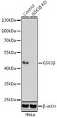 Anti- GSK3β antibody produced in rabbit