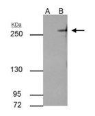 Monoclonal Anti-TET2 antibody produced in mouse clone GT649, affinity isolated antibody