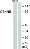 Anti-Catenin-β antibody produced in rabbit affinity isolated antibody