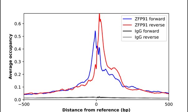 Anti-ZFP91 antibody produced in rabbit Prestige Antibodies&#174; Powered by Atlas Antibodies, affinity isolated antibody