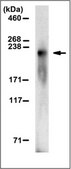 Anti-Cav1.2 alpha1c, clone 8F9.1 Antibody clone 8F9.1, from mouse