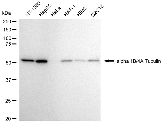 Anti Alpha Tubulin Antibody, clone 24GB2020, Rabbit Monoclonal clone 24GB2020, recombinant rabbit monoclonal, expressed in HEK293 cells