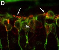 Anti-Protein Kinase&#160;C&#945; antibody produced in rabbit whole antiserum