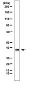 Anti-PDX-1 Antibody from rabbit, purified by affinity chromatography