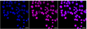 Anti Bromodomain containing 2 Antibody, clone 23GB1645, Rabbit Monoclonal clone 23GB1645, recombinant rabbit monoclonal, expressed in HEK293 cells