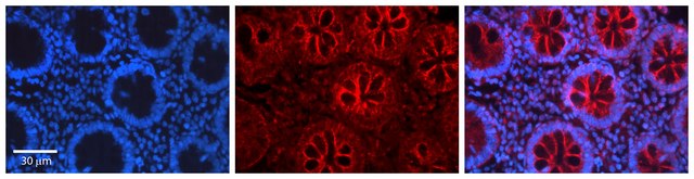 Anti-CEBPB antibody produced in rabbit affinity isolated antibody