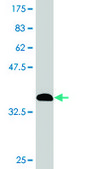 Monoclonal Anti-MGEA5, (C-terminal) antibody produced in mouse clone 1C7, purified immunoglobulin, buffered aqueous solution