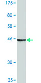 Monoclonal Anti-TCEAL1 antibody produced in mouse clone 3B9, purified immunoglobulin, buffered aqueous solution